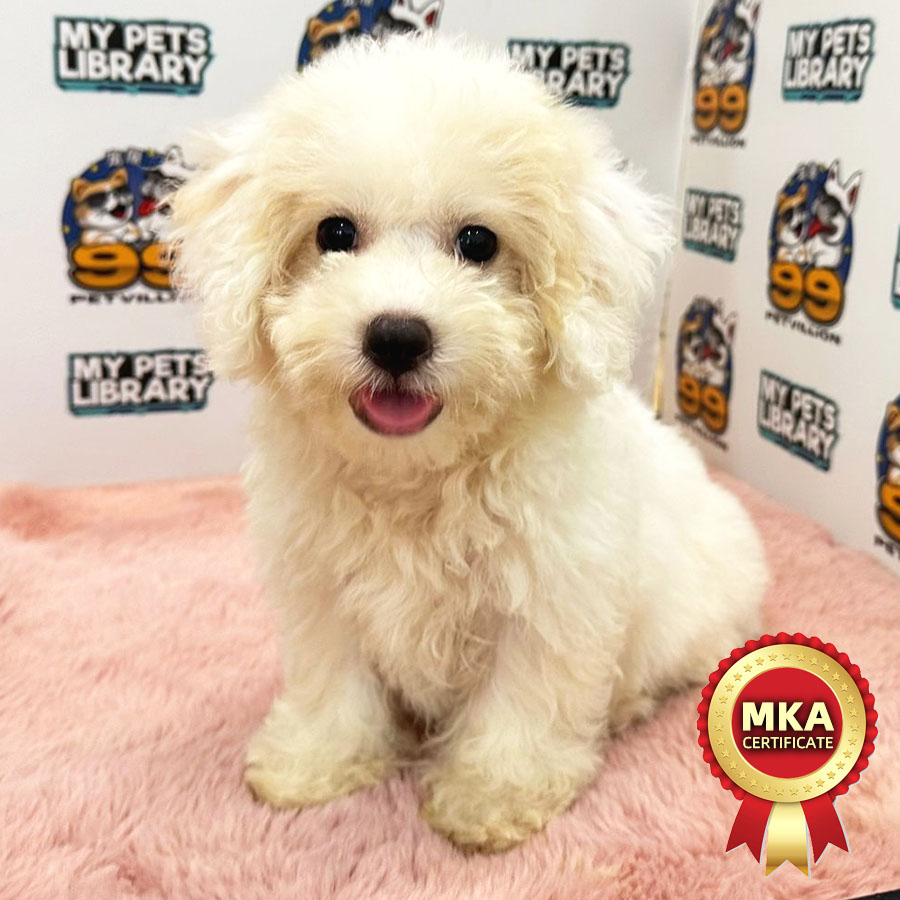 MKA Toy Poodle Puppy (Male) For Sale