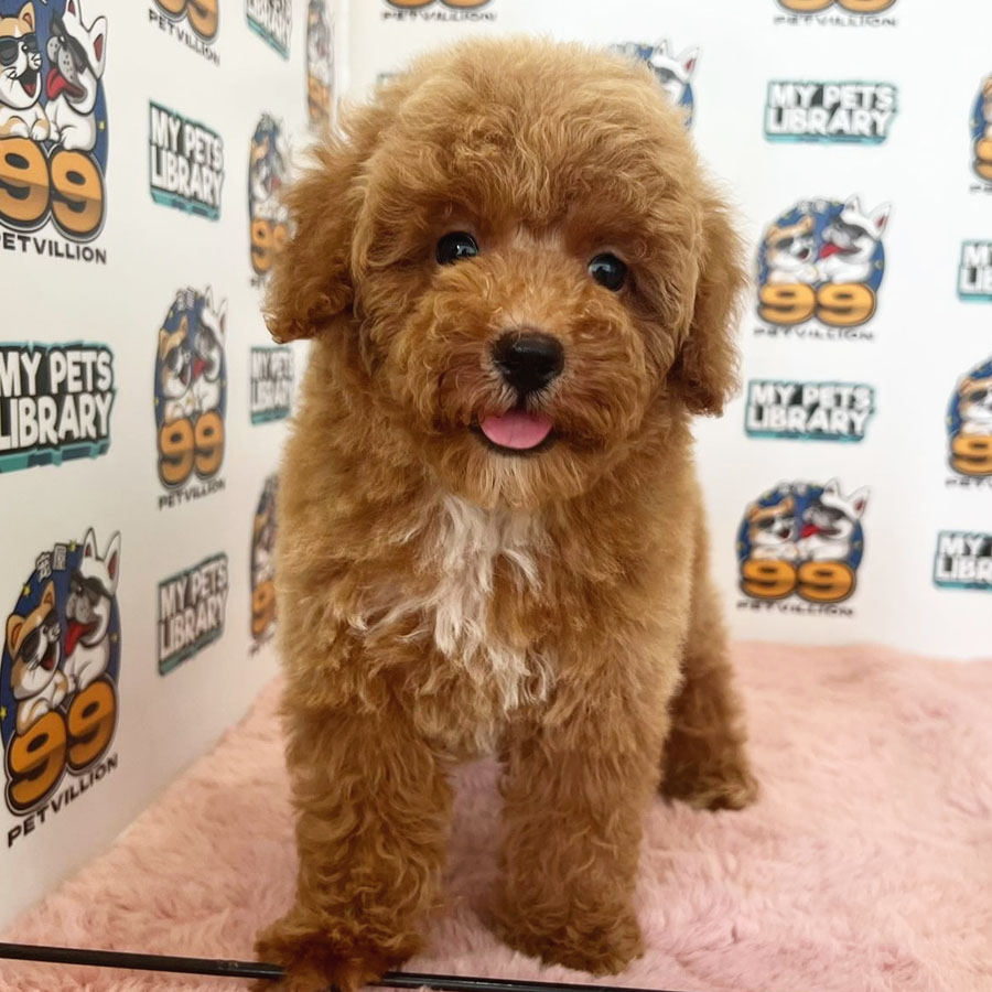 Toy Poodle Puppy (Female) For Sale