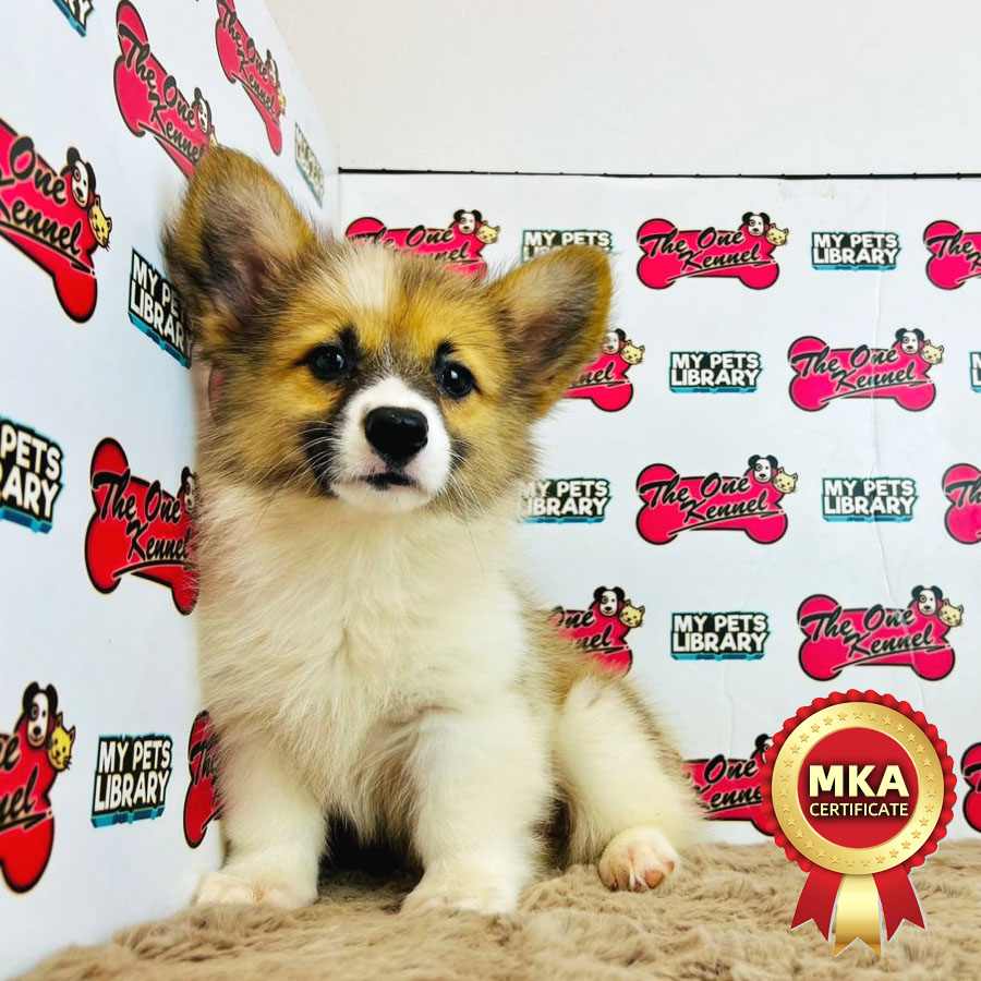 MKA Welsh Corgi Puppy (Female) For Sale