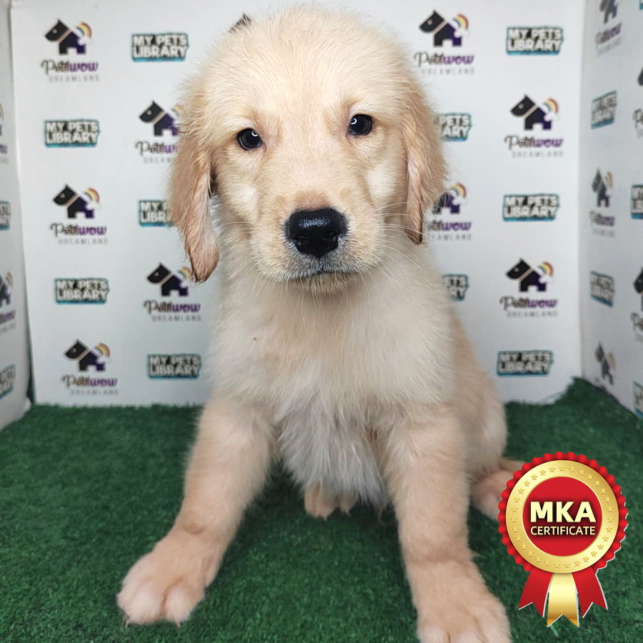 MKA Golden Retriever Puppy (Male) For Sale