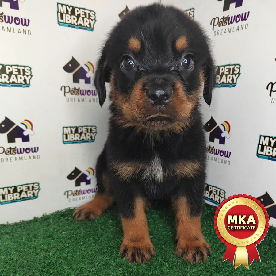 MKA Rottweiler Puppy (Female) For Sale