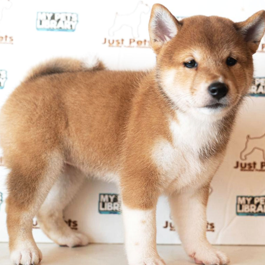 Shiba Inu Puppy (Female) For Sale