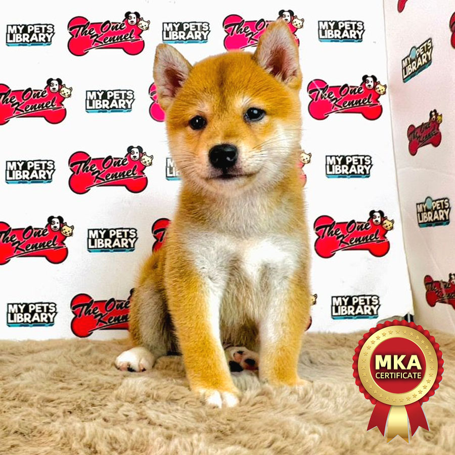MKA Shiba Inu Puppy (Male) For Sale