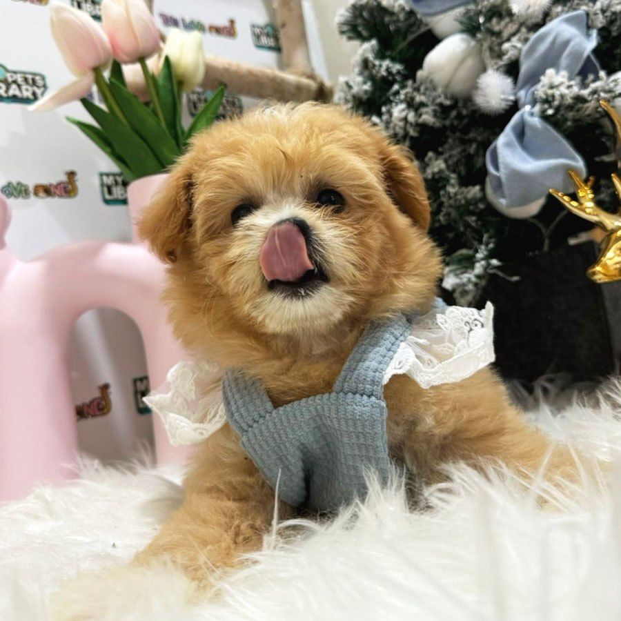 Maltipoo Puppy (Female) For Sale