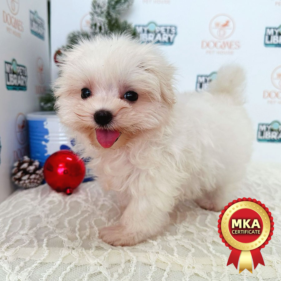 MKA Tiny Maltese Puppy (Male) For Sale