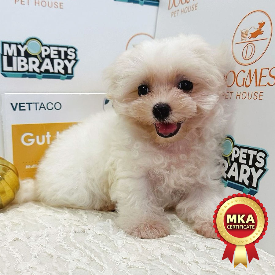MKA Tiny Maltese Puppy (Female) For Sale