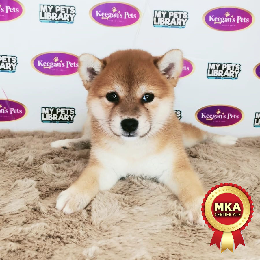 MKA Shiba Inu Puppy (Female) For Sale