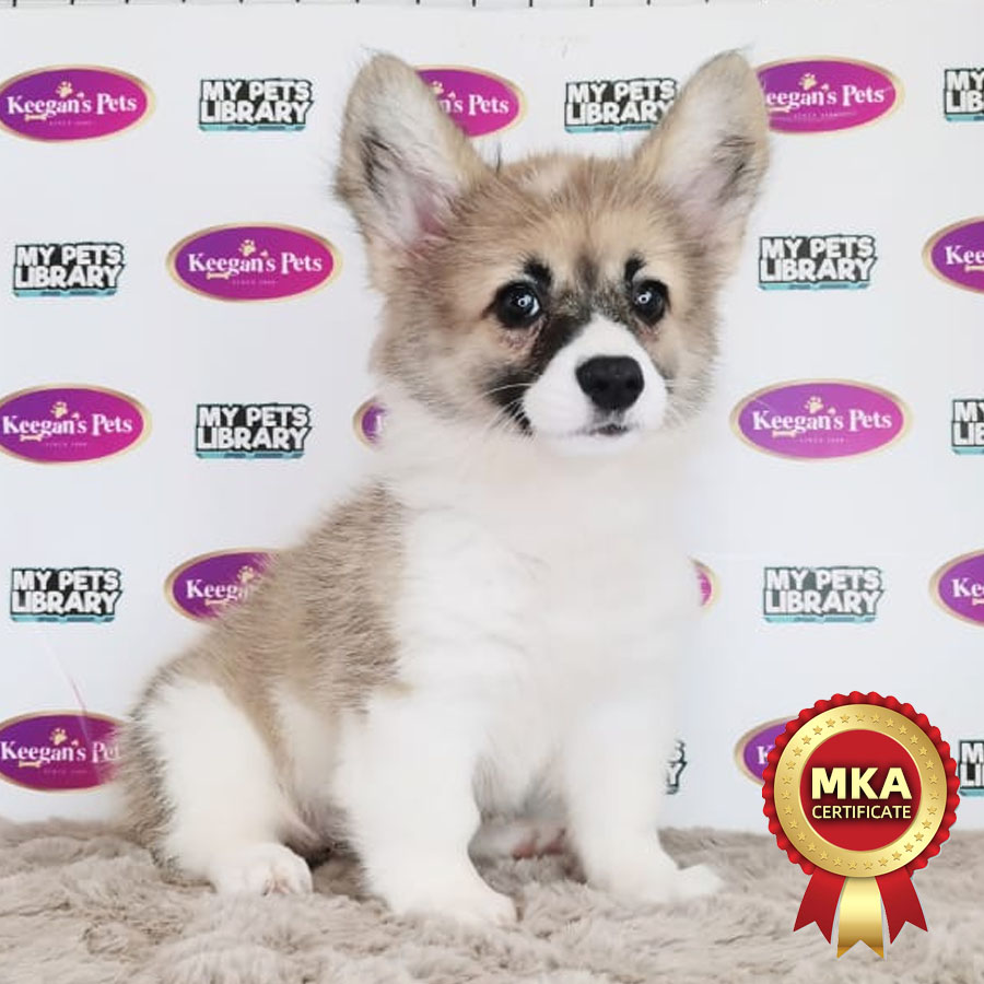 MKA Welsh Corgi Puppy (Female) For Sale