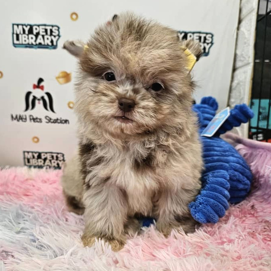 Longcoat Chihuahua Puppy (Male) For Sale