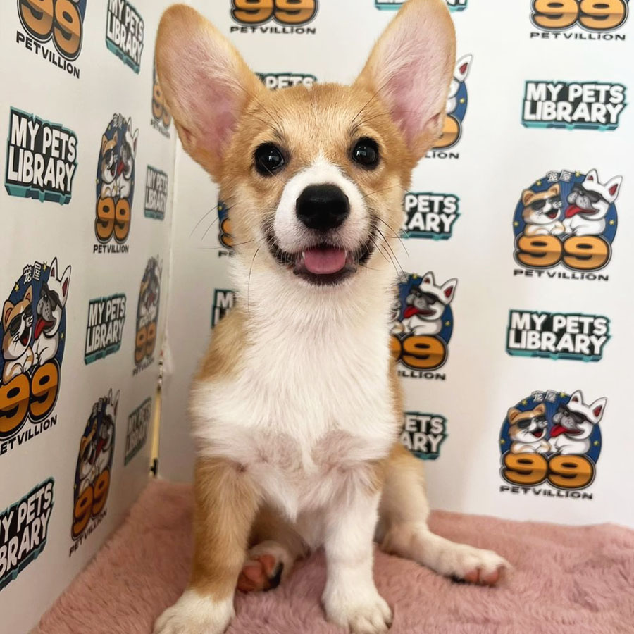 Welsh Corgi Puppy (Male) For Sale
