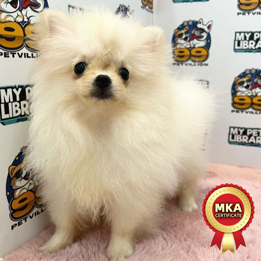 MKA Tiny Pomeranian Puppy (Male) For Sale