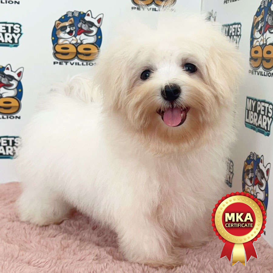 MKA Tiny Maltese Puppy (Male) For Sale
