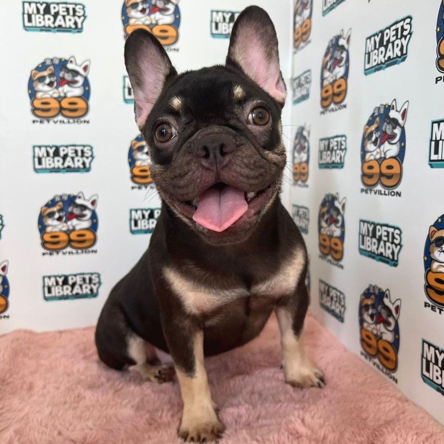 French Bulldog Puppy (Female) For Sale