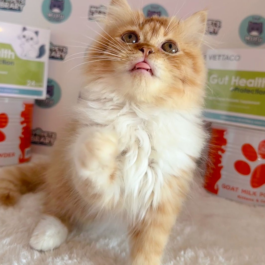 Persian Kitten (Male) For Sale