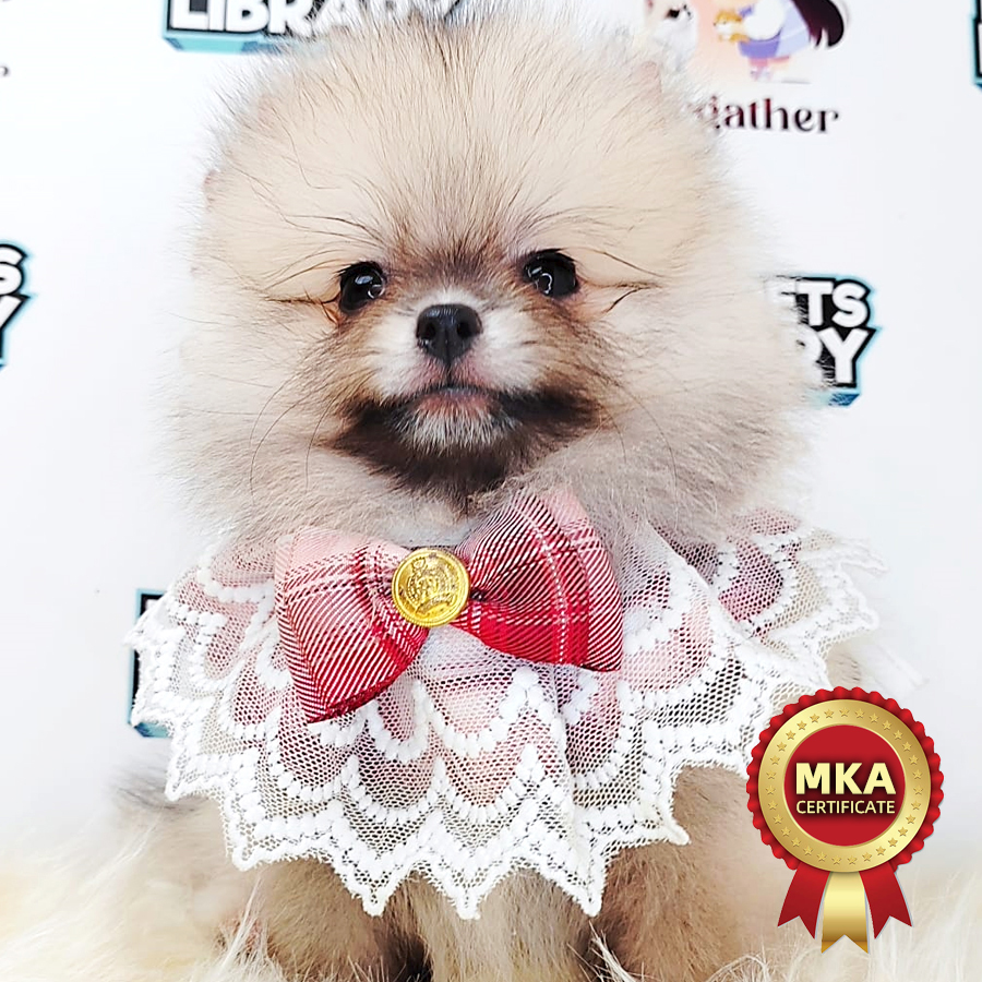 MKA Pomeranian Puppy (Male) For Sale