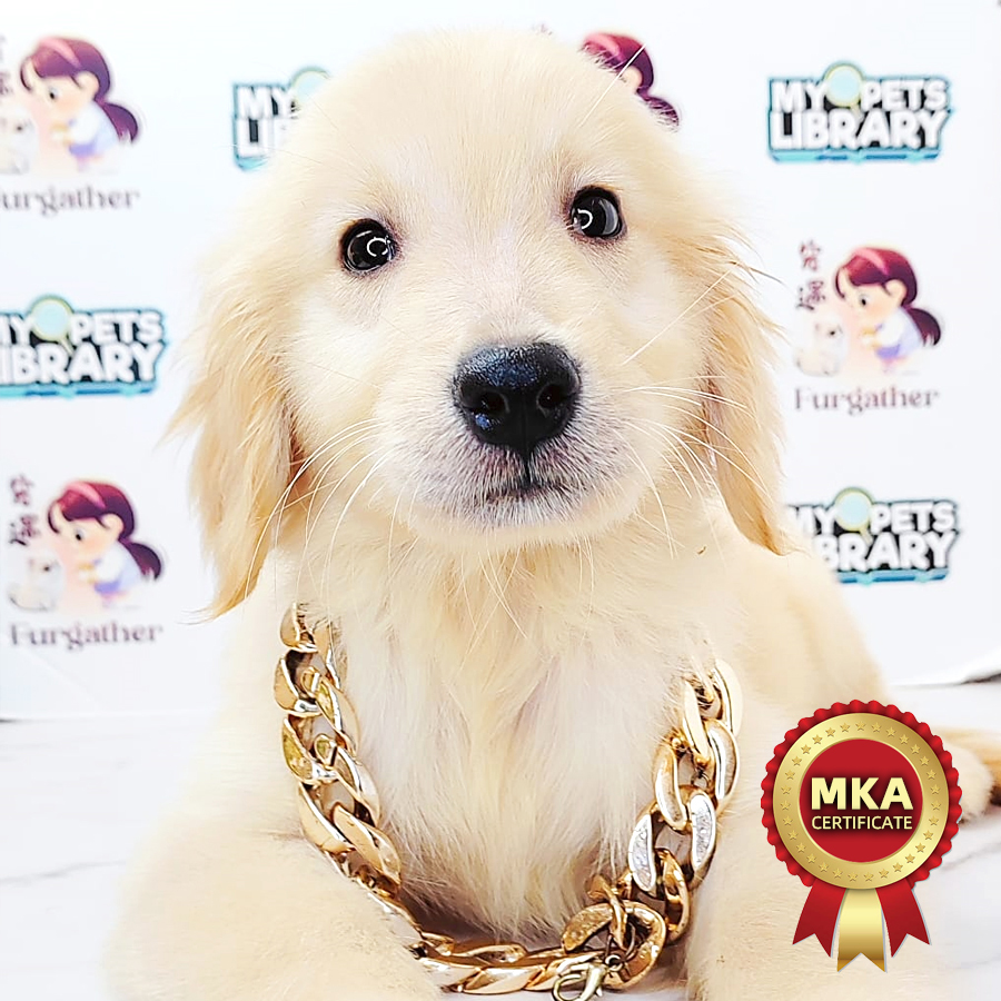 MKA Golden Retriever Puppy (Male) For Sale
