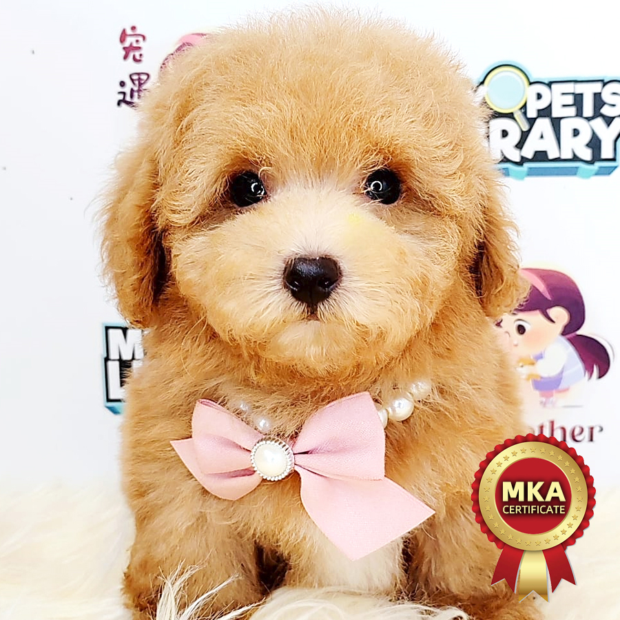 MKA Tiny Poodle Puppy (Male) For Sale