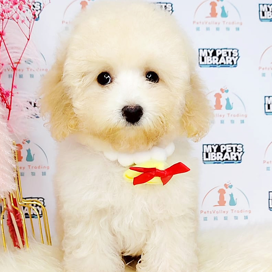 Tiny Poodle Puppy (Male) For Sale