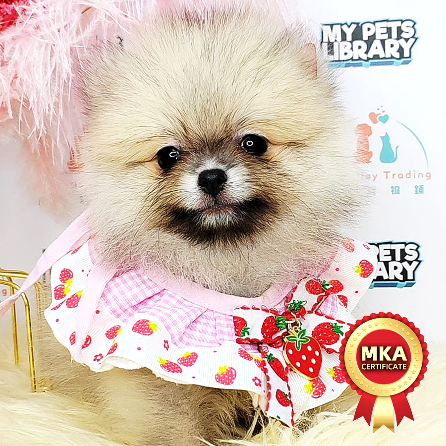 MKA Pomeranian Puppy (Male) For Sale