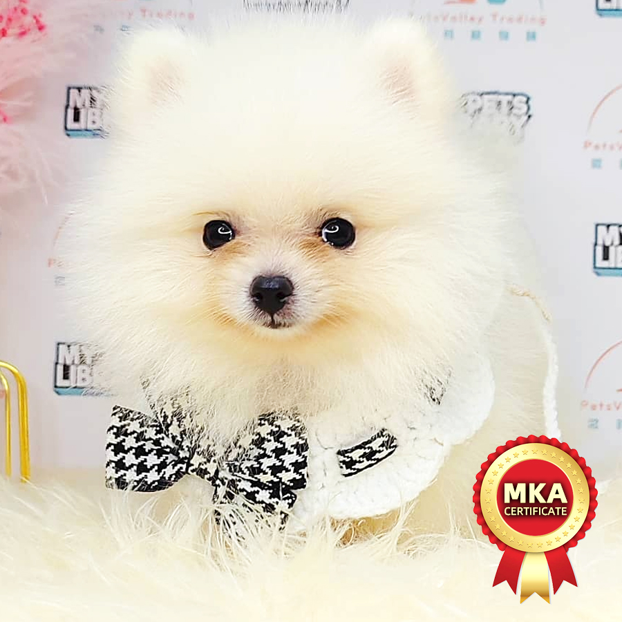 MKA Pomeranian Puppy (Male) For Sale