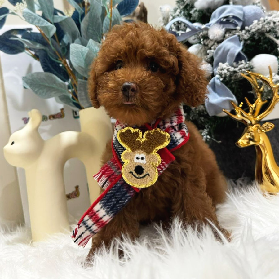 Toy Poodle Puppy (Male) For Sale