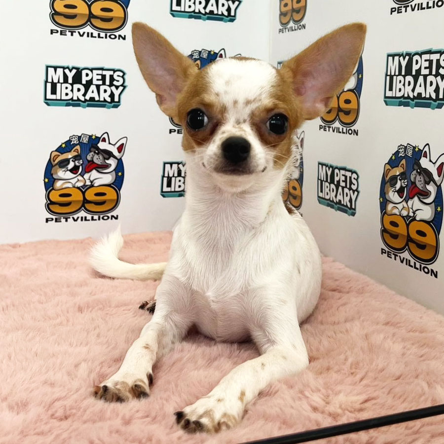 Cihuahua Puppy (Female) For Sale