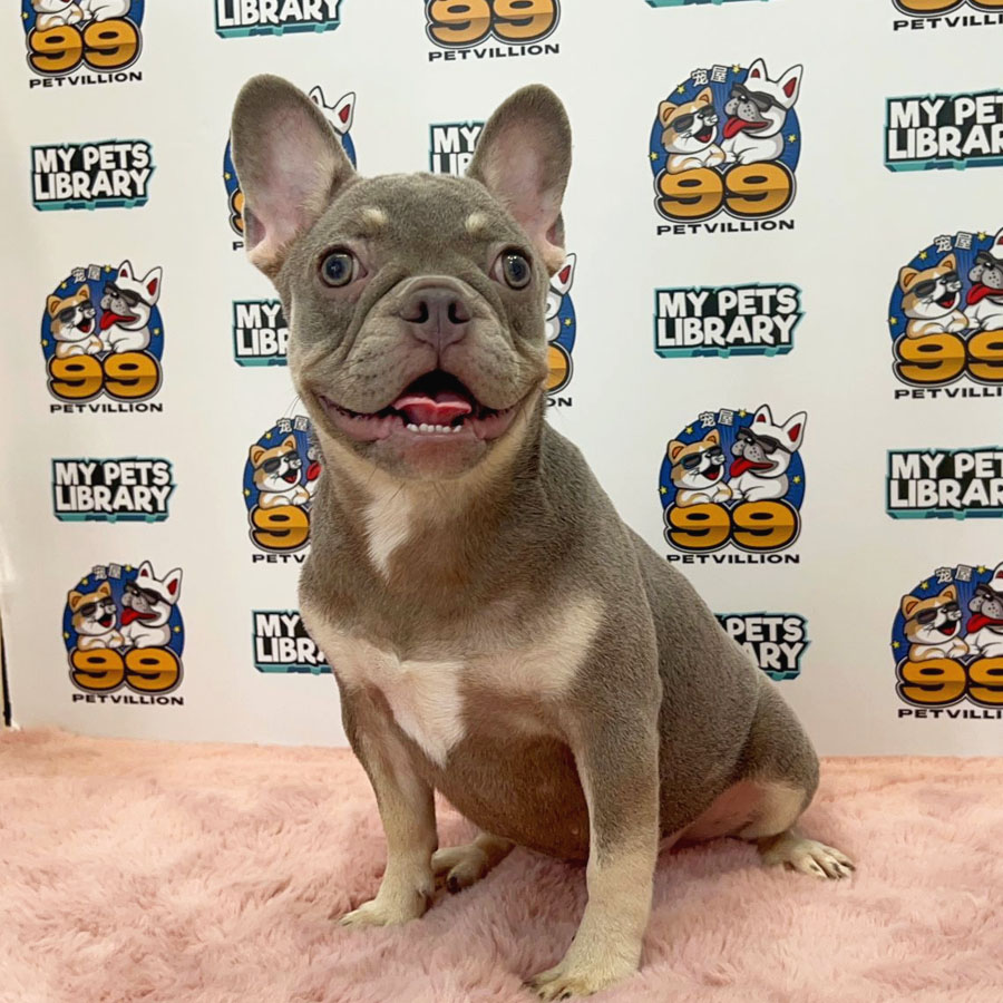 French Bulldog Puppy (Female) For Sale
