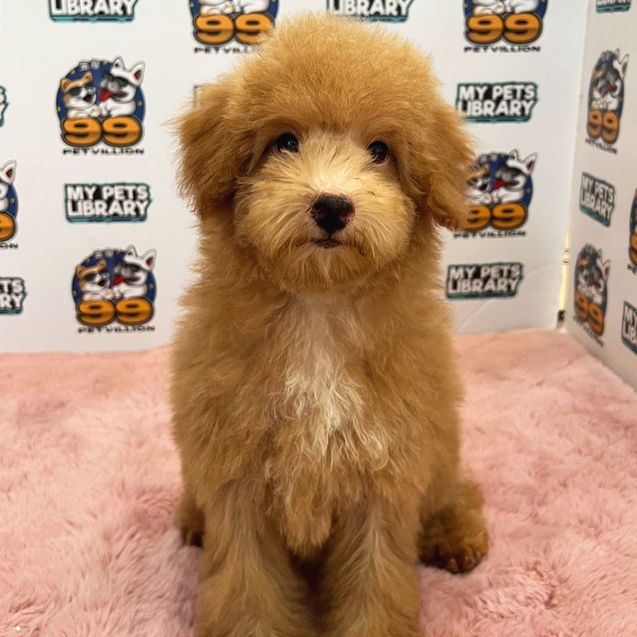 Toy Poodle Puppy (Male) For Sale