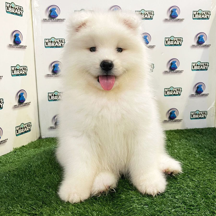 Samoyed Puppy (Female) For Sale