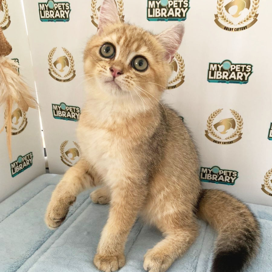 British Shorthair Kitten (Male) For Sale