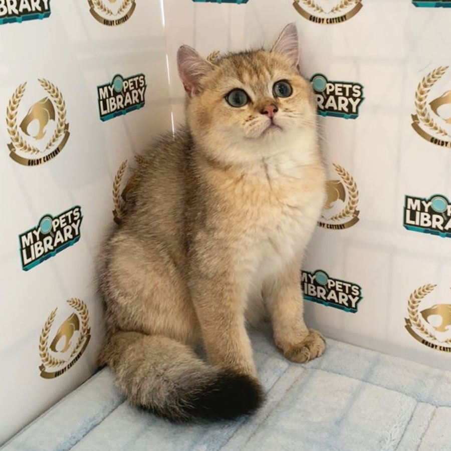 British Shorthair Kitten (Female) For Sale