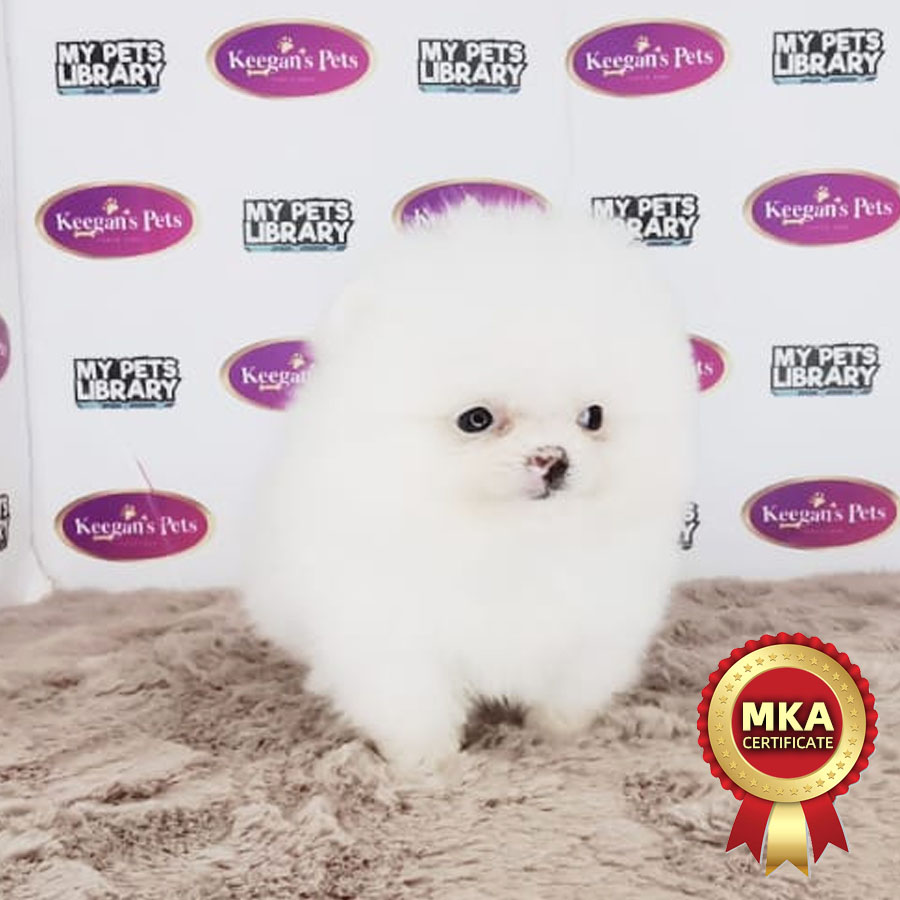 MKA Pomeranian Puppy (Female) For Sale