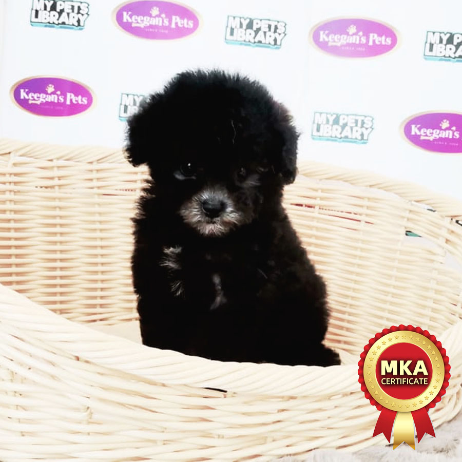 MKA Tiny Poodle Puppy (Female) For Sale