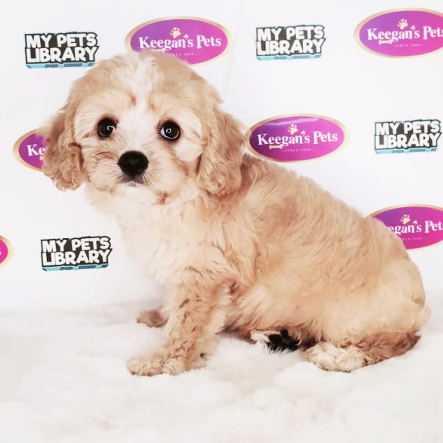 Cavapoo Puppy (Male) For Sale