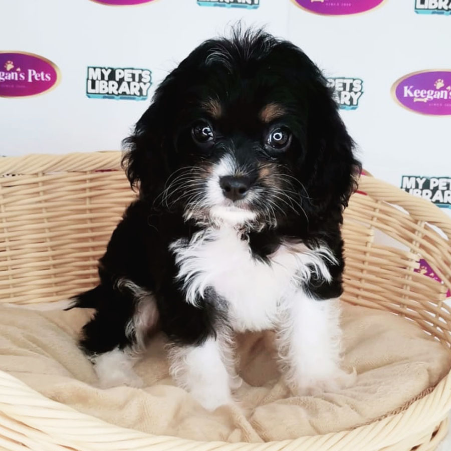 Cavapoo Puppy (Female) For Sale
