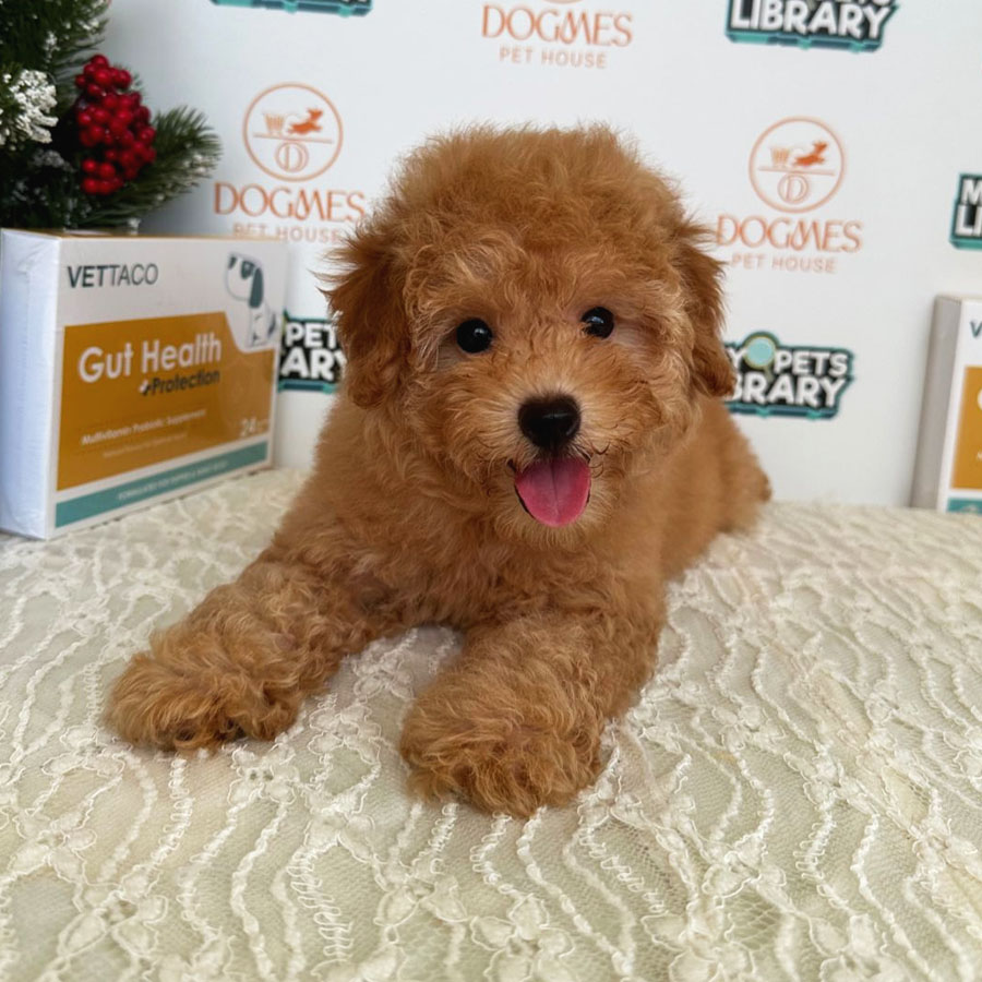 Toy Poodle Puppy (Female) For Sale