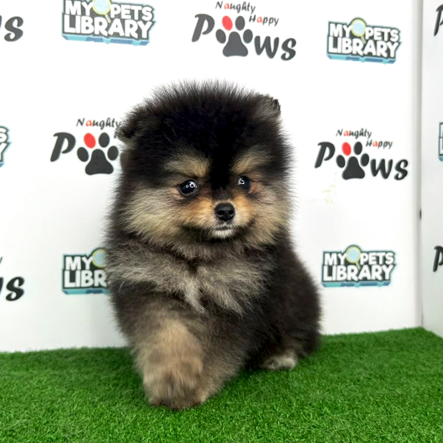 Purebred Pomeranian Puppy (Male) For Sale