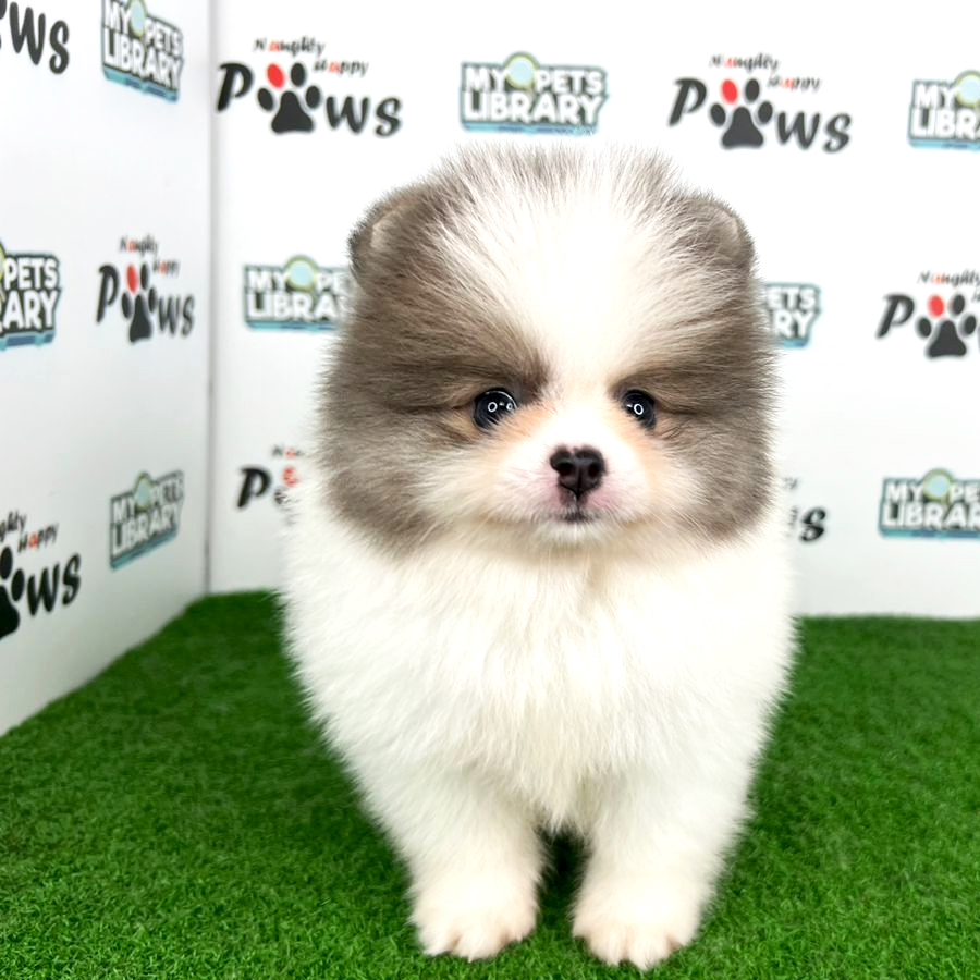 Purebred Pomeranian Puppy (Male) For Sale