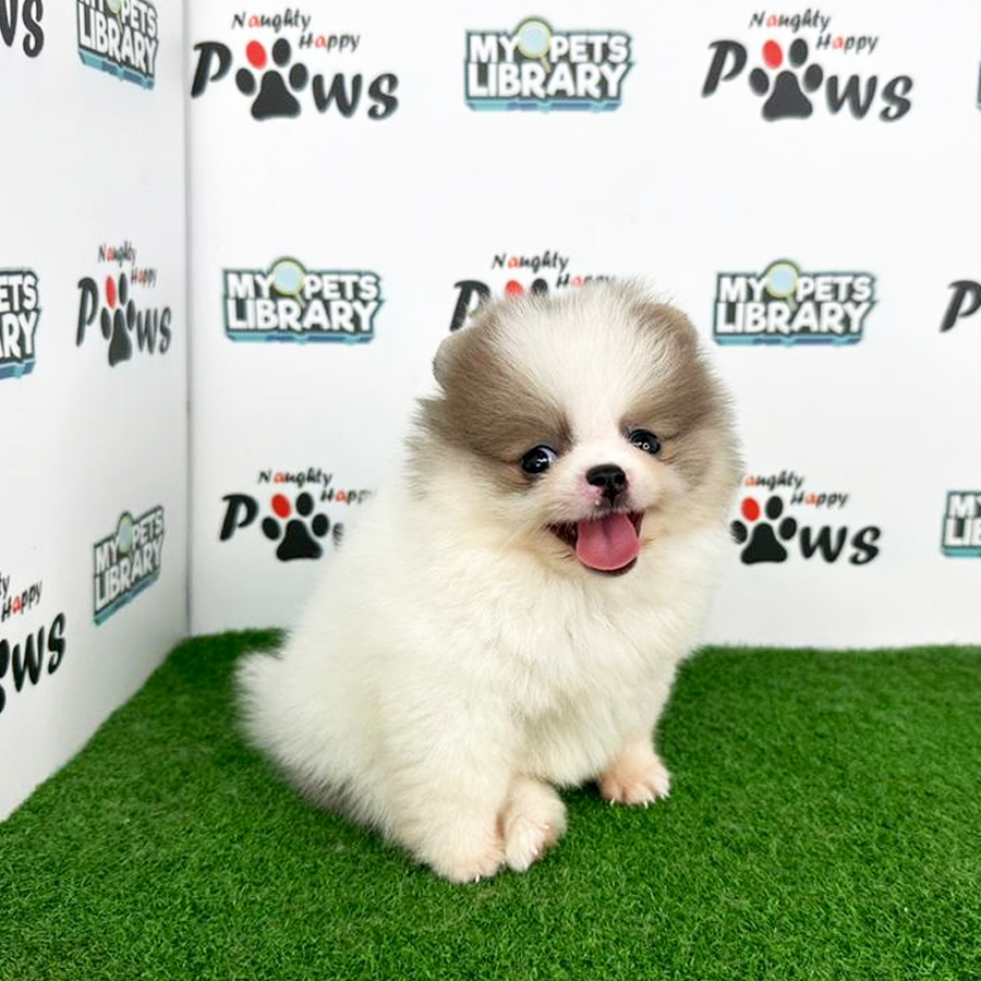 Purebred Pomeranian Puppy (Female) For Sale