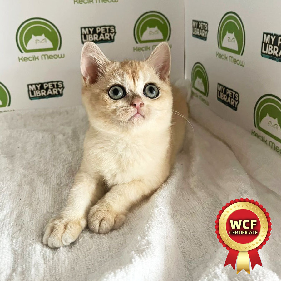 WCF British Shorthair Kitten (Female) For Sale