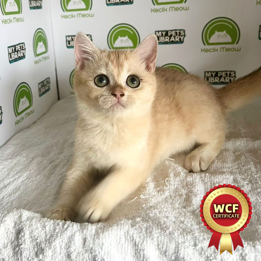 WCF British Shorthair Kitten (Female) For Sale