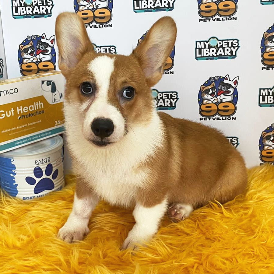 Welsh Corgi Puppy (Male) For Sale
