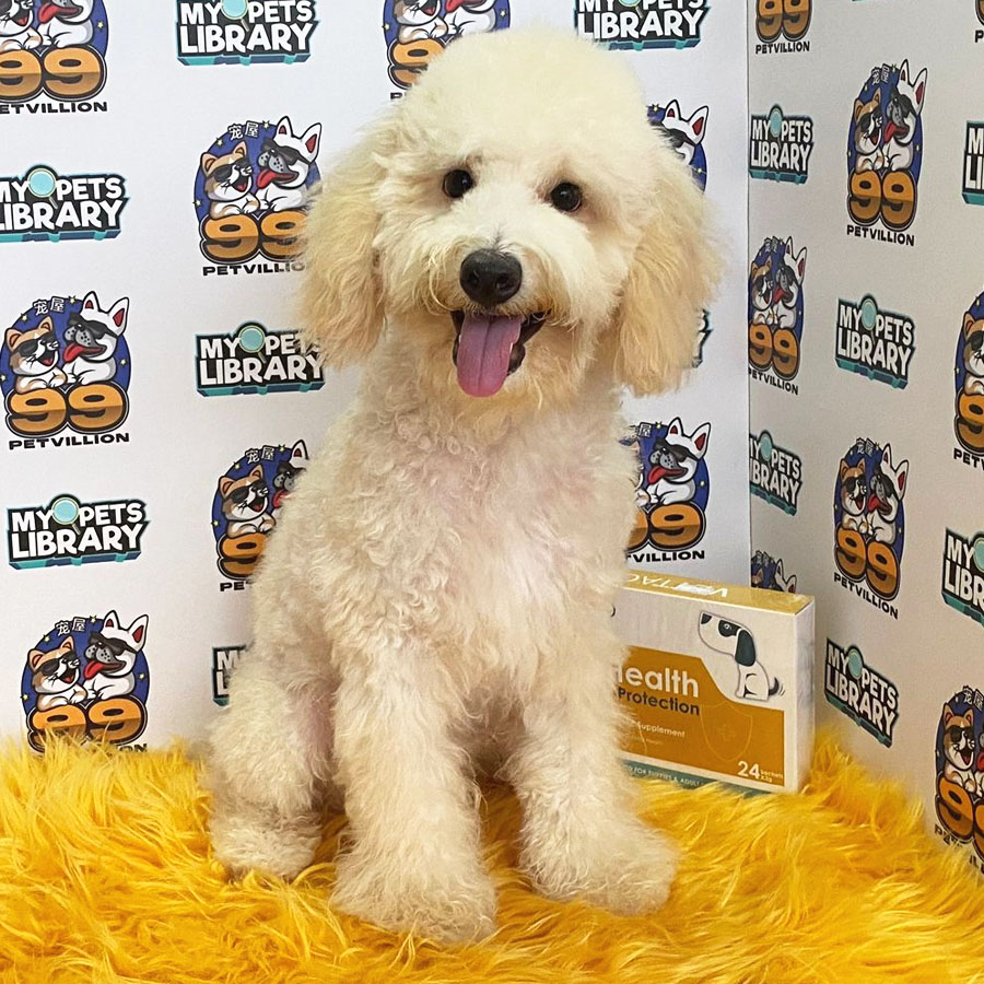 Miniature Poodle Puppy (Male) For Sale