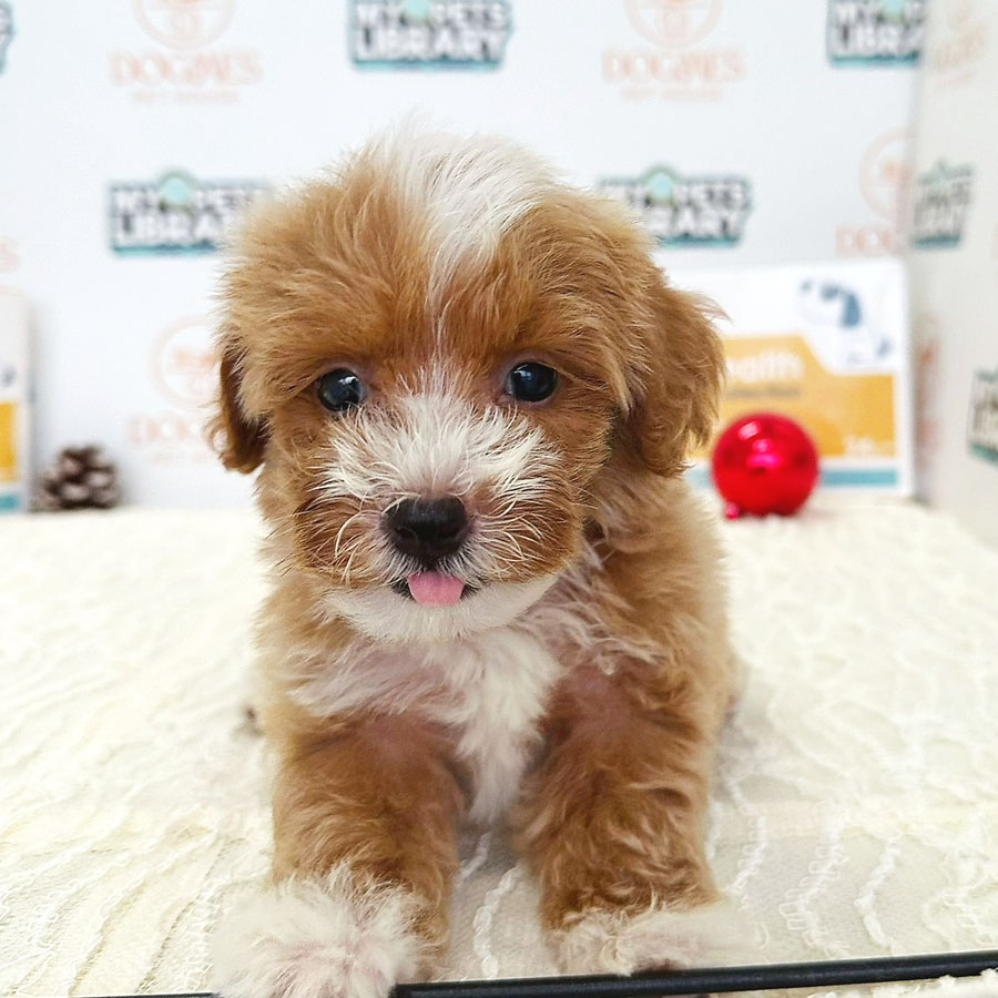 Teacup Poodle Puppy (Male) For Sale