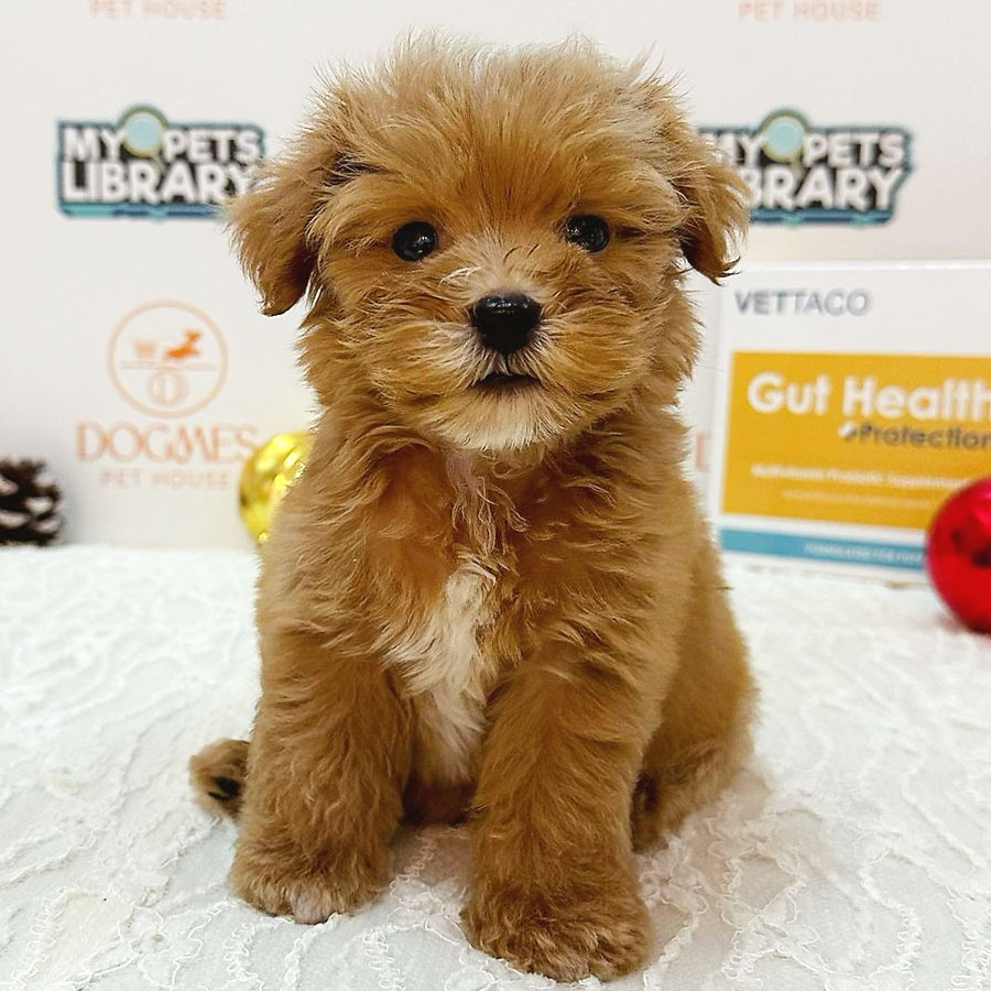 Teacup Poodle Puppy (Female) For Sale