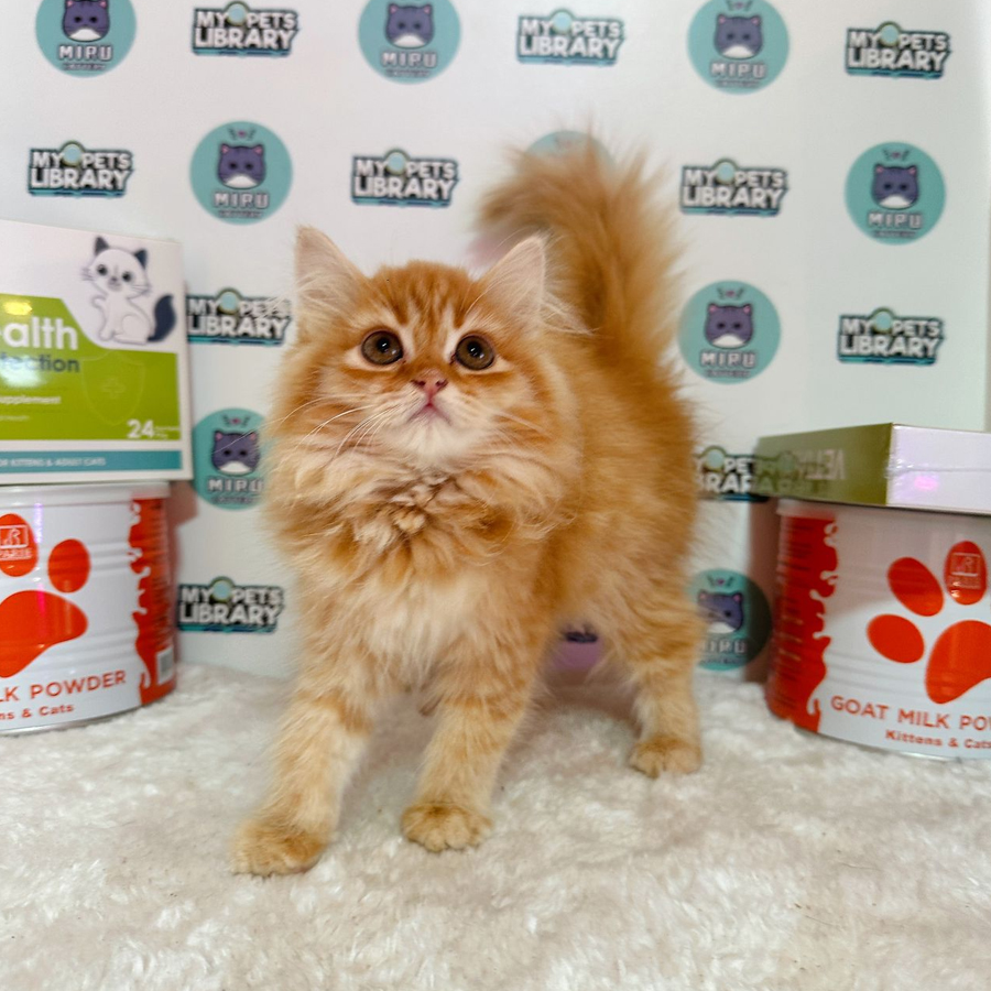 Persian Kitten (Female) For Sale