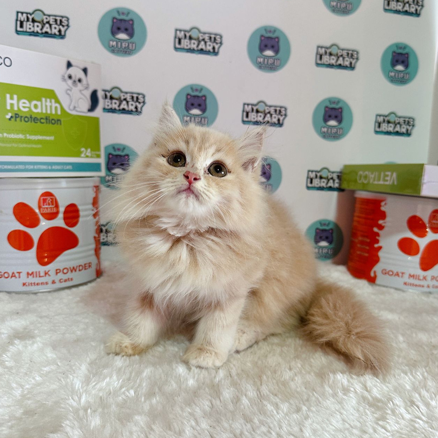 Persian Kitten (Female) For Sale
