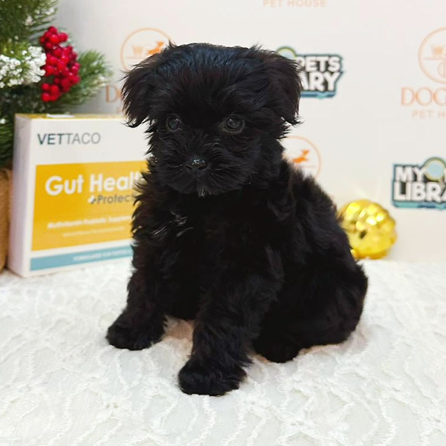 Teacup Poodle Puppy (Female) For Sale