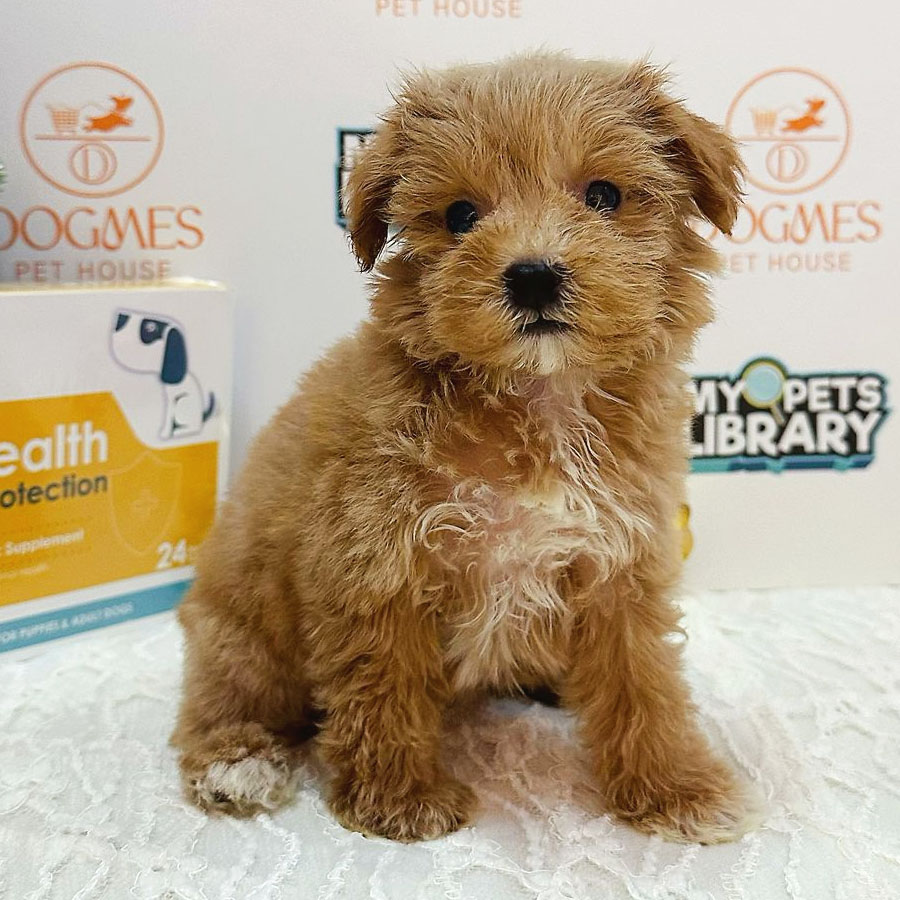 Teacup Poodle Puppy (Female) For Sale