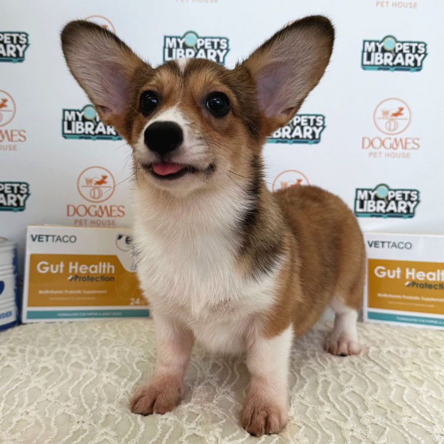 Welsh Corgi Puppy (Female) For Sale